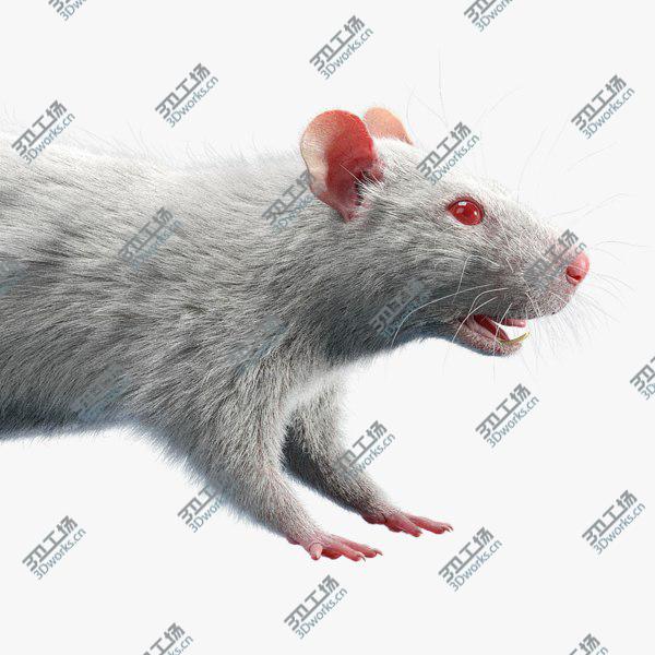 images/goods_img/20210312/Rat (Fur) 3D model/1.jpg
